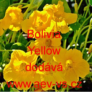 Lichořeřišnice větší Bolivia Yellow