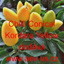 Paprika křovitá pálivá Chilli Conical Kordara Yellow