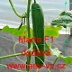 Okurka setá salátová hybridní "hadovka" do skleníku Marta F1