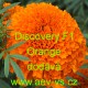 Aksamitník vzpřímený nana Discovery F1 Orange