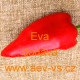 Paprika roční zeleninová Eva