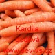 Mrkev obecná Kardila