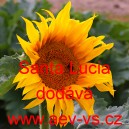 Slunečnice roční Santa Lucia