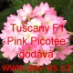 Sporýš zahradní, zkřížený Tuscany F1 Pink Picotee