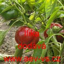 Paprika roční rajčinová pálivá Ilika
