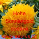 Slunečnice roční Hohe Sonnengold