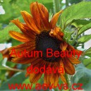 Slunečnice roční Autum Beauty