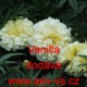 Aksamitník vzpřímený Vanilla