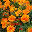 Aksamitník rozkladitý Bonanza Orange