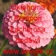 Ostálka sličná, lepá Oklahoma Pompon Lachsrosa