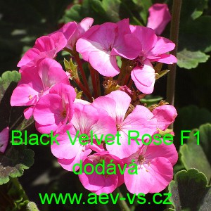 Muškát páskatý Black Velvet F1 Rose