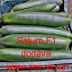 Okurka setá salátová hybridní "hadovka" do skleníku Saturn F1