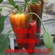 Paprika roční zeleninová hybridní Editta F1 