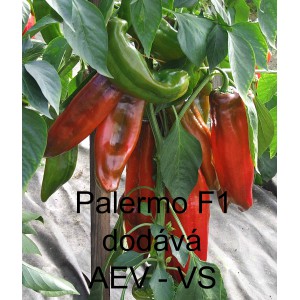 Paprika roční zeleninová hybridní Palermo F1 (Sweet Italien Dulce)