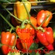 Paprika roční zeleninová Andrea