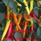 Paprika roční zeleninová Kozí roh úzký CZ Mix
