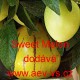 Pepino lilek peruánský Sweet Melon