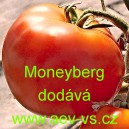 Rajče tyčkové Moneyberg