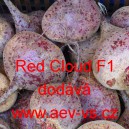 Řepa červená salátová hybridní Red Cloud F1