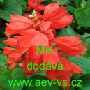 Šalvěj zářivá Salvia splendens Mix