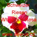 Maceška zahradní Schweiser Riesen White and Rosa