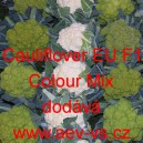 Květák hybridní Cauliflover EU F1 Colour Mix