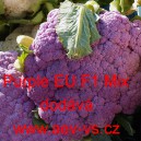 Květák hybridní modrofialový (květáková brokolice) Purple EU F1 Mix
