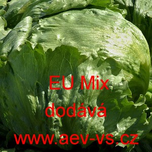 Salát hlávkový ledový i do skleníku EU Mix
